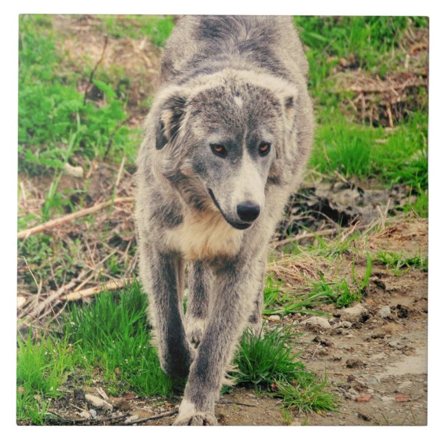 Carreau Chien gris (Devant)