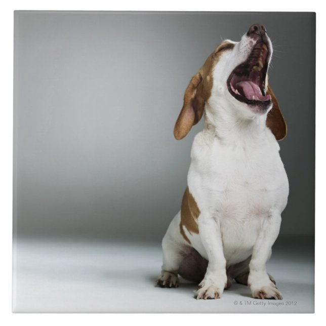 Carreau Chien mélangé de race baîllant (Devant)
