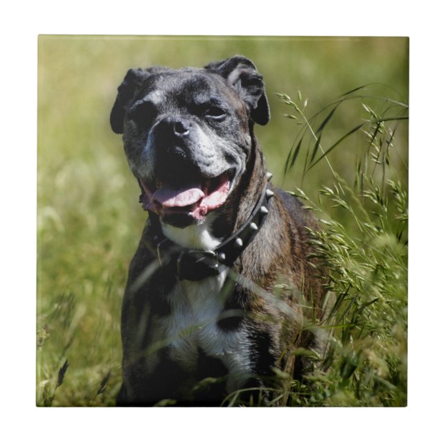 Carreau Chien mignon dans l'herbe (Devant)