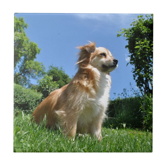 Carreau Chien mignon dans l'herbe (Devant)