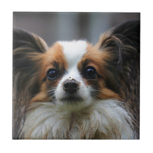 Carreau Chien mignon de papillon