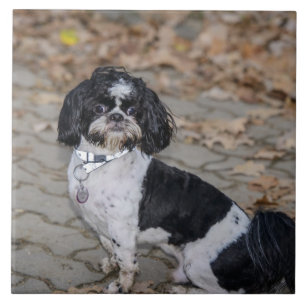 Carreau Chien noir et blanc