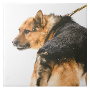 Carreau Chien noir orange