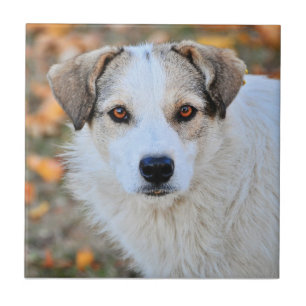 Carreau Chien observé par brun