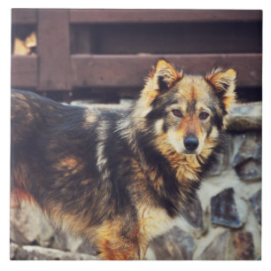 Carreau Chien orange et noir