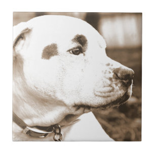 Carreau chien pitbull couleur sépia haine non race