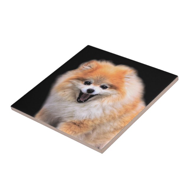 Carreau Chien Poméranien mignon riant (Côté)