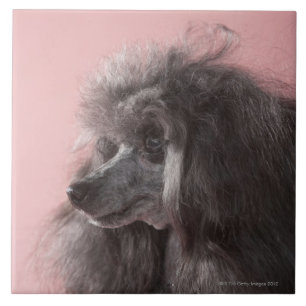 Carreau Chien regardant loin