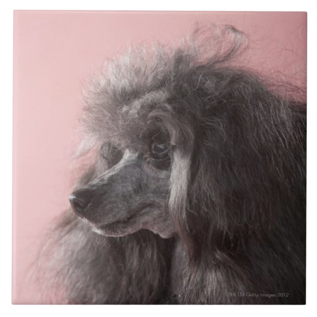 Carreau Chien regardant loin (Devant)