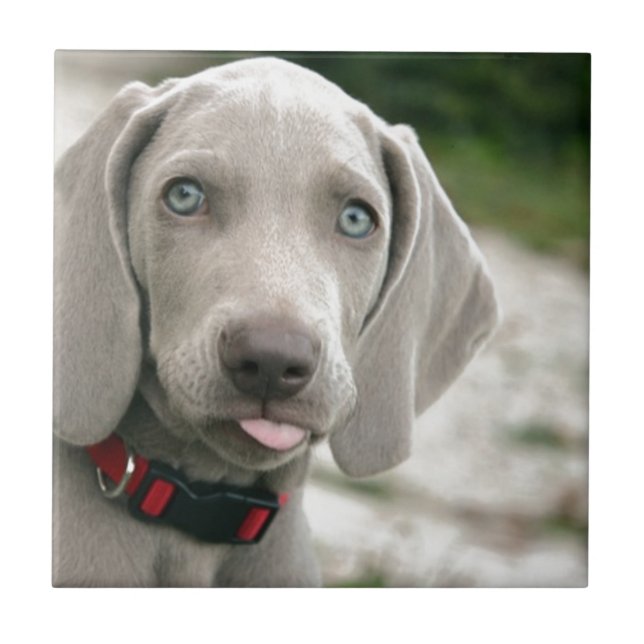 Carreau Chien sortant la langue (Devant)