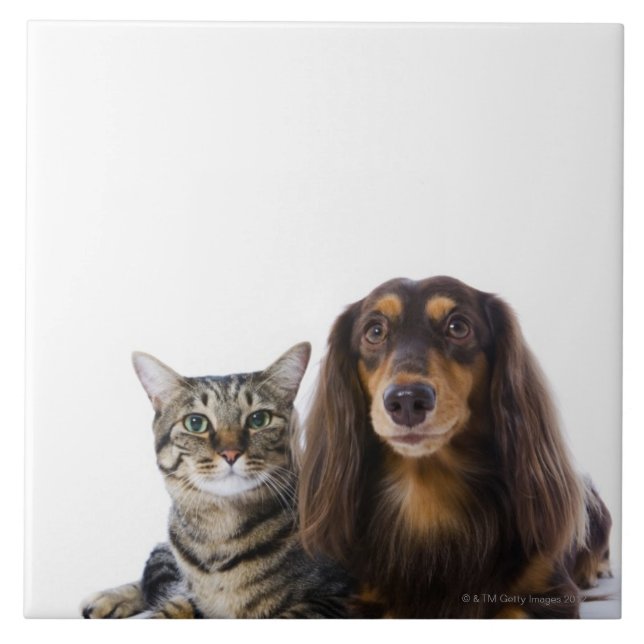 Carreau Chien (teckel) et chat (chat japonais) sur le (Devant)