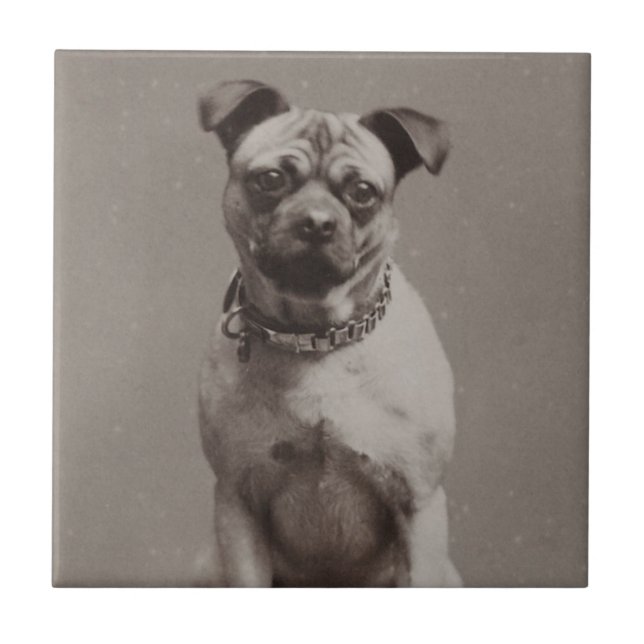 Carreau Chien vintage (Devant)