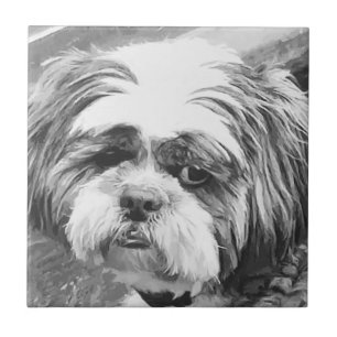 CARREAU CHIH TZU DOG