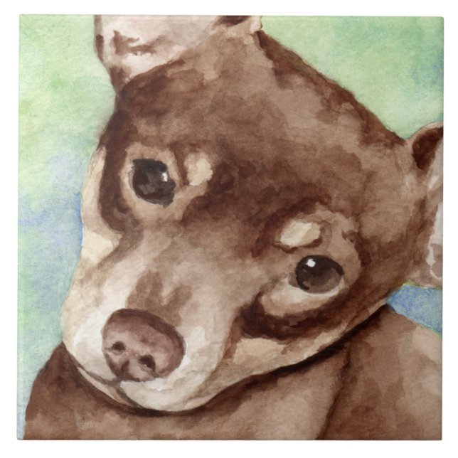 Carreau Chihuahua (Devant)