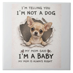 Carreau Chihuahua chiot mignon
