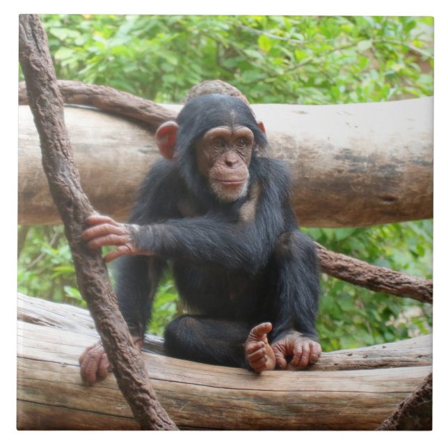 Carreau Chimpanzée 001 (Devant)