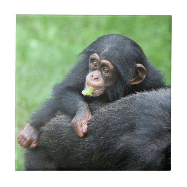 Carreau Chimpanzée 005 (Devant)