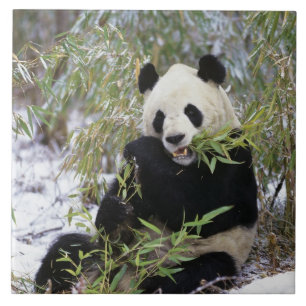 Carreau Chine, province du Sichuan. Le Panda géant se nour