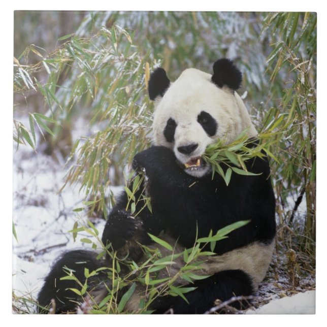 Carreau Chine, province du Sichuan. Le Panda géant se nour (Devant)