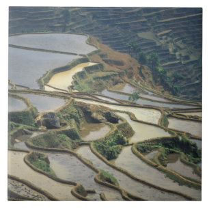 Carreau Chine, province du Yunnan. Rizières inondées de