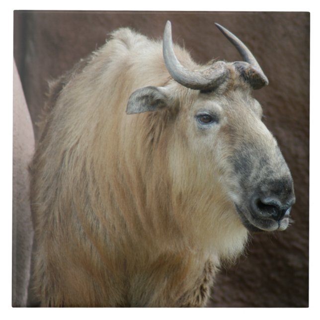 Carreau chinese-takin-5 (Devant)