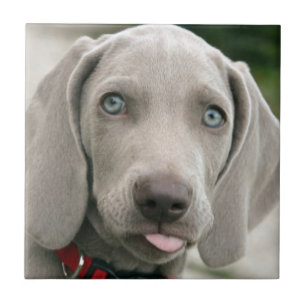 Carreau Chiot adorable de weimaraner