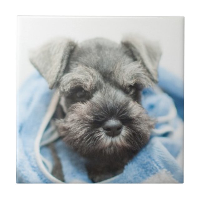 Carreau Chiot après Bath (Devant)