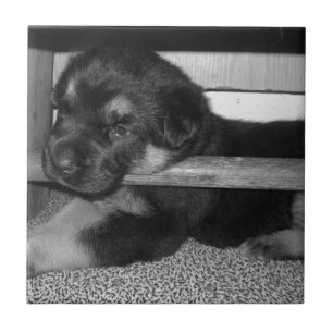 Carreau Chiot Black&White