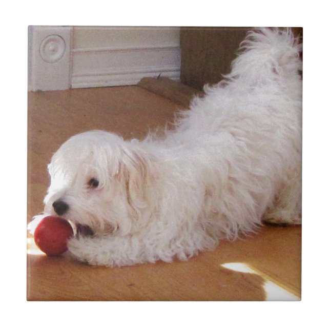 Carreau Chiot blanc de Havanese jouant avec la boule rouge (Devant)