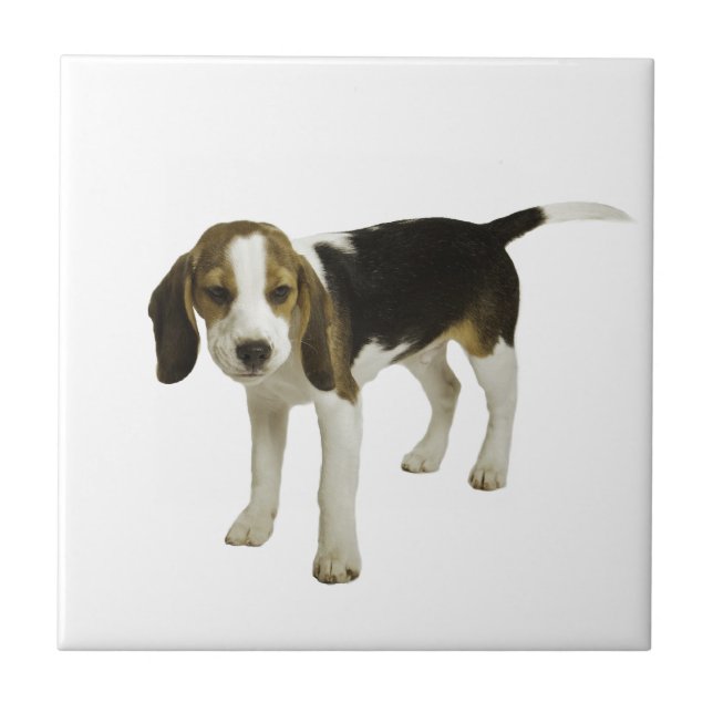 Carreau Chiot de beagle (Devant)