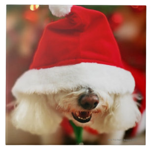 Carreau Chiot de Bichon Frise utilisant le costume de Père