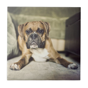 Carreau Chiot de boxeur de faon