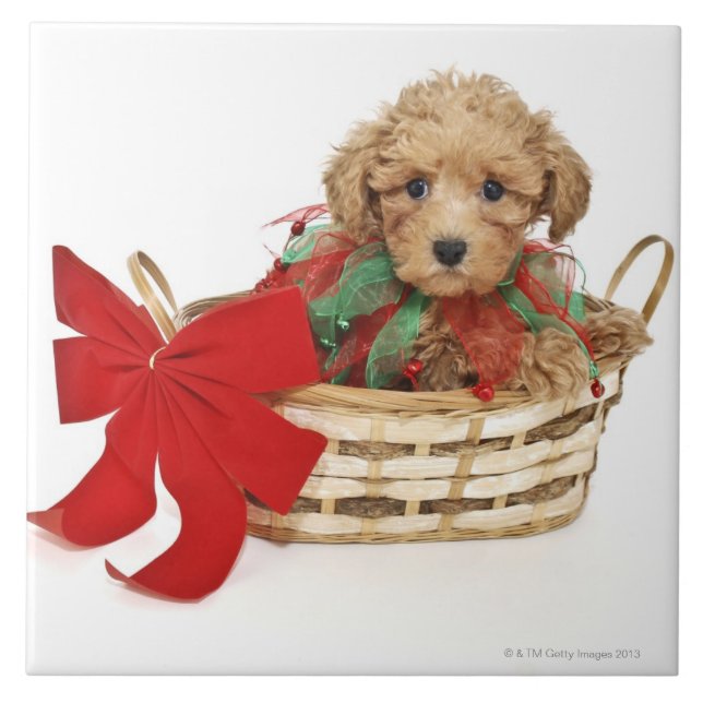Carreau Chiot de caniche se reposant dans le panier de (Devant)