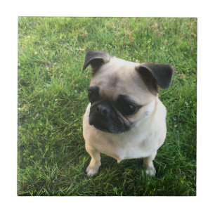 Carreau Chiot de carlin