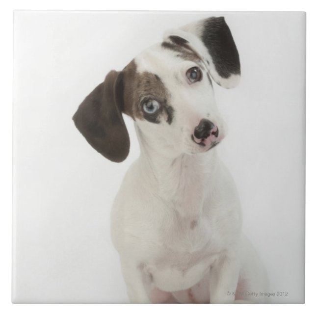 Carreau Chiot de femelle de teckel/chiwawa (Devant)