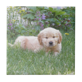 Carreau Chiot de golden retriever