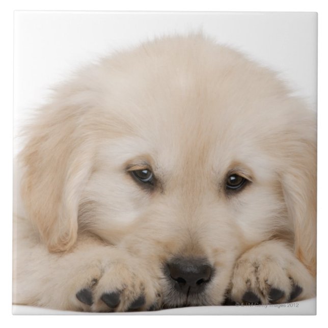 Carreau Chiot de golden retriever (20 semaines de) (Devant)