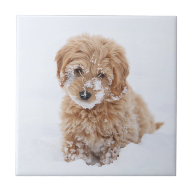 Carreau Chiot De Goldendoodle Avec La Neige À La Face (Devant)