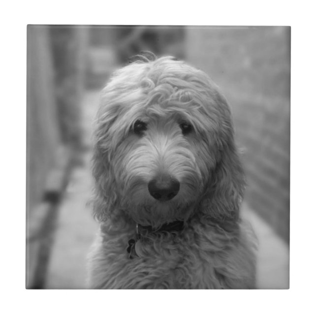 Carreau Chiot De Goldendoodle En Jardin (Devant)