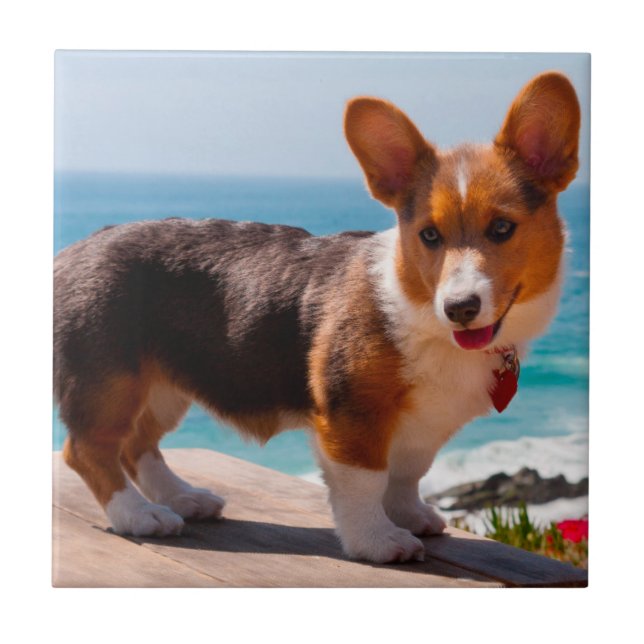Carreau chiot de Pembroke Welsh Corgi debout sur une table (Devant)