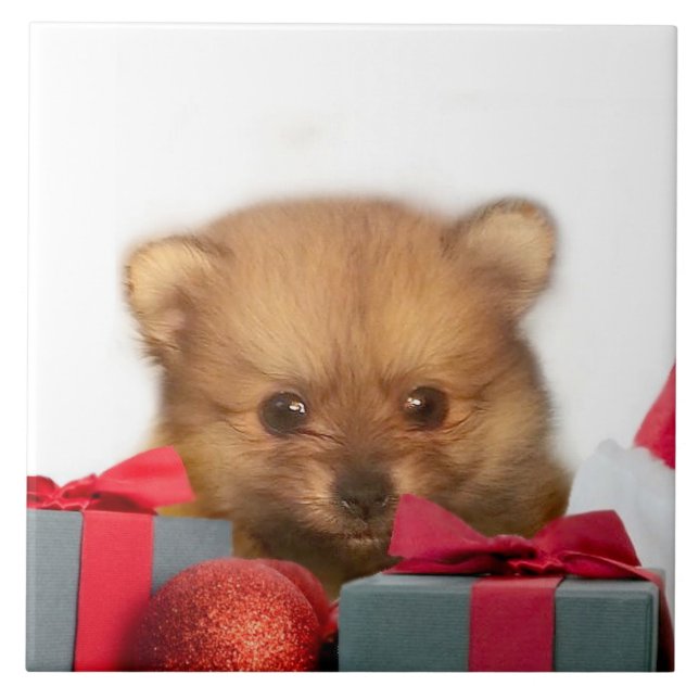Carreau Chiot de Pomeranian de Noël (Devant)