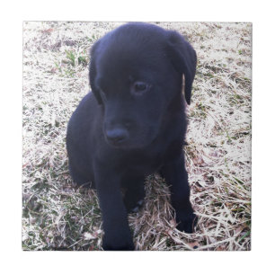 Carreau Chiot de récupération Black Labrador