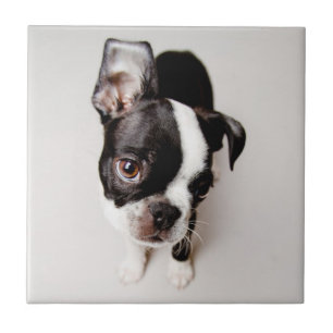 Carreau Chiot d'Edison Boston Terrier