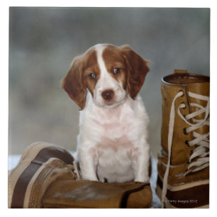 Carreau Chiot et bottes