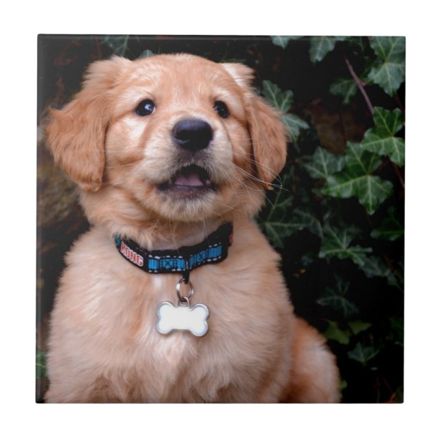 Carreau Chiot Golden Retriever (Devant)