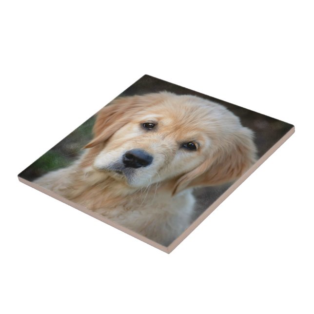 Carreau Chiot Golden Retriever (Côté)
