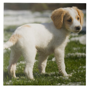 Carreau Chiot jouant dans la neige