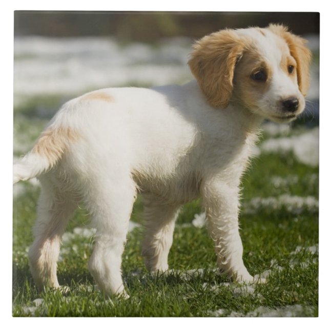 Carreau Chiot jouant dans la neige (Devant)