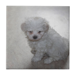 Carreau Chiot maltais (9 mois)