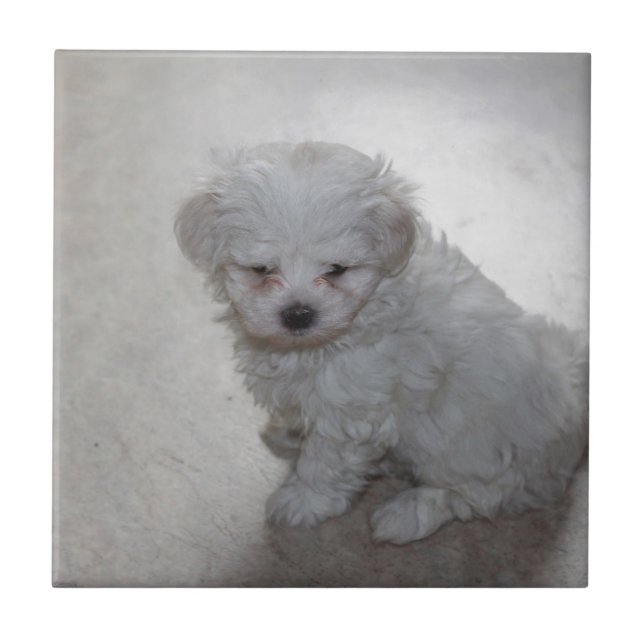 Carreau Chiot maltais (9 mois) (Devant)